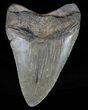 Fossil Megalodon Tooth - Georgia #60893-1